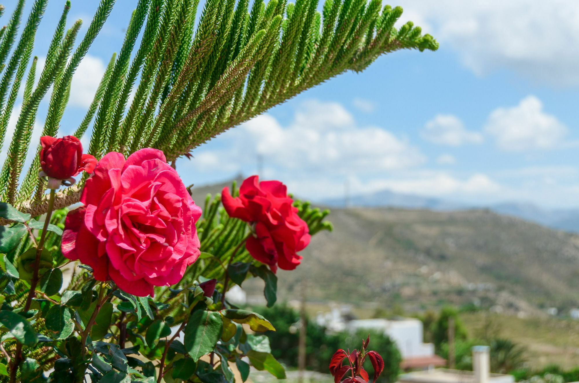 Villa Of Roses In Naxos - Private Villa With Pool Naxos City Exterior photo